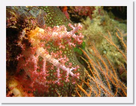 IMG_7731 * Klunzingers Soft Coral (Dendronephthya klunzingeri) * 3264 x 2448 * (2.0MB)