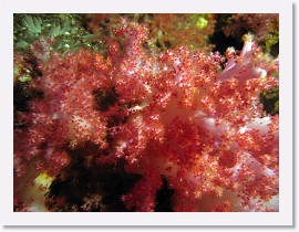 IMG_7736-crop * Klunzingers Soft Coral (Dendronephthya klunzingeri) * 3052 x 2289 * (1.44MB)