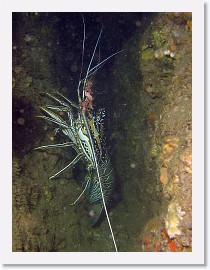 IMG_7739-crop * Painted Rock Lobster, or Blue Spiny Lobster (Panulirus versicolor) * 1689 x 2252 * (1.19MB)