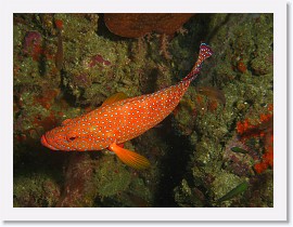 IMG_7740-crop * Coral Grouper (Cephalopholis miniata) * 2600 x 1950 * (962KB)