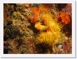 IMG_7746-crop * Yellow cup coral (Tubastrea sp.) * 2784 x 2088 * (1.14MB)