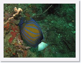 IMG_7748-crop * Blue-ringed Angelfish (Pomacanthus annularis) * 2469 x 1852 * (1.22MB)