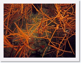 IMG_7754-crop * Black Coral Shrimp (Periclimenes psamathe) * 3264 x 2448 * (1.79MB)