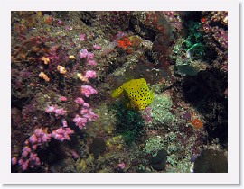 IMG_7763-crop * Yellow Boxfish (Ostracion cubicus) (juvenile) * 2388 x 1791 * (1.23MB)