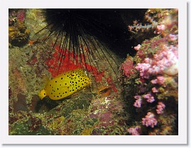 IMG_7765-crop * Yellow Boxfish (Ostracion cubicus) (juvenile) * 2372 x 1779 * (925KB)