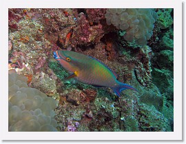 IMG_7791-crop * Tricolour parrotfish (Scarus tricolor) * 2512 x 1884 * (1.43MB)