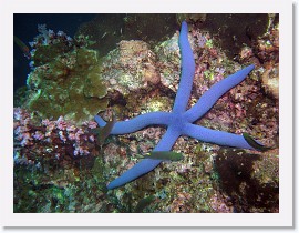 IMG_7795-crop * Blue Sea Star (Linckia laevigata) * 2988 x 2241 * (2.0MB)