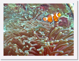 IMG_7808-crop * False Clown Anemonefish (Amphiprion ocellaris), Magnificent Sea Anemone (Heteractis magnifica) * 1692 x 1269 * (437KB)