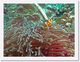 IMG_7810-crop * False Clown Anemonefish (Amphiprion ocellaris), Magnificent Sea Anemone (Heteractis magnifica) * 2552 x 1914 * (872KB)