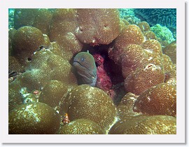 IMG_7815-crop * Giant Moray (Gymnothorax javanicus) * 3264 x 2448 * (2.18MB)