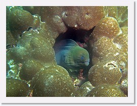 IMG_7816-crop * Giant Moray (Gymnothorax javanicus) * 2964 x 2223 * (1.77MB)