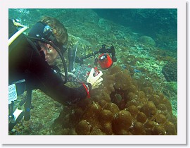 IMG_7818-crop * Giant Moray (Gymnothorax javanicus), Marcia * 3088 x 2316 * (1.39MB)