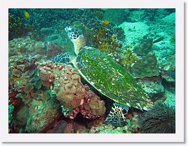 IMG_7832-crop * Hawksbill Turtle (Eretmochelys imbricata) * 2976 x 2232 * (2.14MB)