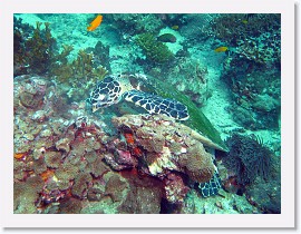 IMG_7833-crop * Hawksbill Turtle (Eretmochelys imbricata) * 2530 x 1898 * (1.44MB)