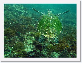 IMG_7835-crop * Hawksbill Turtle (Eretmochelys imbricata) * 2337 x 1753 * (1.15MB)