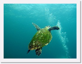 IMG_7836-crop * Hawksbill Turtle (Eretmochelys imbricata) * 2568 x 1926 * (867KB)