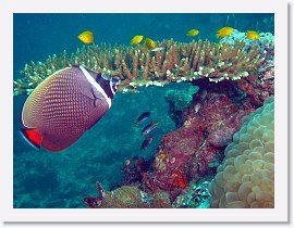 IMG_7852-crop * White Collar Butterflyfish (Chaetodon collare) * 3100 x 2325 * (1.56MB)