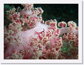 IMG_7862-crop * Klunzingers Soft Coral (Dendronephthya klunzingeri) * 2958 x 2219 * (1.59MB)