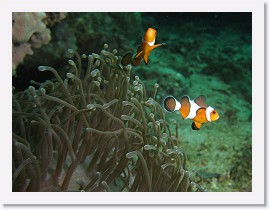 IMG_7867-crop * False Clown Anemonefish (Amphiprion ocellaris), Magnificent Sea Anemone (Heteractis magnifica) * 2432 x 1824 * (728KB)