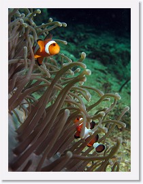 IMG_7869-crop * False Clown Anemonefish (Amphiprion ocellaris), Magnificent Sea Anemone (Heteractis magnifica) * 1836 x 2448 * (756KB)