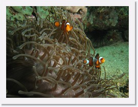 IMG_7870-crop * False Clown Anemonefish (Amphiprion ocellaris), Magnificent Sea Anemone (Heteractis magnifica) * 3045 x 2284 * (1.12MB)