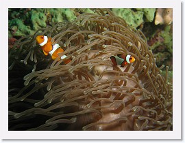 IMG_7872 * False Clown Anemonefish (Amphiprion ocellaris), Magnificent Sea Anemone (Heteractis magnifica) * 3264 x 2448 * (1.94MB)