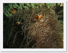 IMG_7873 * False Clown Anemonefish (Amphiprion ocellaris), Magnificent Sea Anemone (Heteractis magnifica) * 3264 x 2448 * (2.02MB)