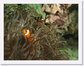 IMG_7874-crop * False Clown Anemonefish (Amphiprion ocellaris), Magnificent Sea Anemone (Heteractis magnifica) * 2832 x 2124 * (935KB)