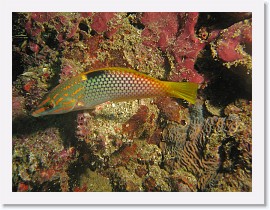 IMG_7879-crop * Checkerboard wrasse (Halichoeres hortulanus) * 2984 x 2238 * (1.73MB)