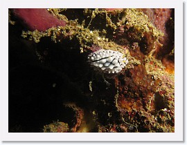 IMG_7880-crop * Phyllidia elegans * 2344 x 1758 * (766KB)