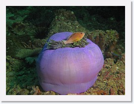 IMG_7883-crop * Skunk Anemonefish (Amphiprion akallopisos), Magnificent Sea Anemone (Heteractis magnifica) * 2972 x 2229 * (1.14MB)