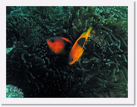 IMG_7890-crop * Red Saddleback Anemonefish or Fire Clownfish (Amphiprion ephippium) * 2956 x 2217 * (1.34MB)