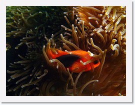 IMG_7895-crop * Red Saddleback Anemonefish or Fire Clownfish (Amphiprion ephippium) * 2552 x 1914 * (805KB)