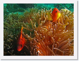 IMG_7897-crop * Red Saddleback Anemonefish or Fire Clownfish (Amphiprion ephippium) * 2930 x 2198 * (1.11MB)