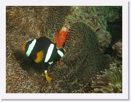 IMG_7906-crop * Clark's Anemonefish (Amphiprion clarkii) * 2604 x 1953 * (1.15MB)