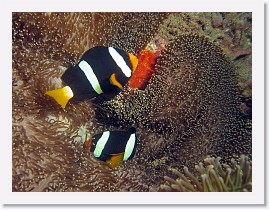 IMG_7907-crop * Clark's Anemonefish (Amphiprion clarkii) * 2656 x 1992 * (1.4MB)