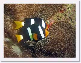 IMG_7908-crop * Clark's Anemonefish (Amphiprion clarkii) * 2412 x 1809 * (1.13MB)