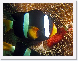 IMG_7909-crop * Clark's Anemonefish (Amphiprion clarkii) * 2256 x 1692 * (709KB)