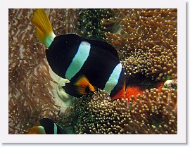 IMG_7913-crop * Clark's Anemonefish (Amphiprion clarkii) * 2411 x 1808 * (1018KB)