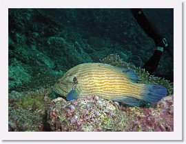 IMG_7918-crop * Blue-lined grouper (Cephalopholis formosa) * 2712 x 2034 * (1.3MB)