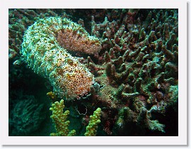 IMG_7931-crop * Sea Cucumber (Bohadschia graeffei) * 2841 x 2131 * (1.4MB)