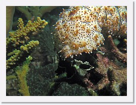 IMG_7932-crop * Sea Cucumber (Bohadschia graeffei) * 2348 x 1761 * (943KB)