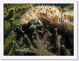 IMG_7933-crop * Sea Cucumber (Bohadschia graeffei) * 2692 x 2019 * (1.17MB)