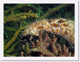 IMG_7934-crop * Sea Cucumber (Bohadschia graeffei) * 2526 x 1895 * (1.14MB)