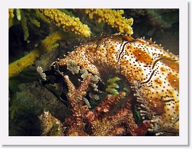 IMG_7936-crop * Sea Cucumber (Bohadschia graeffei) * 2505 x 1879 * (1.05MB)