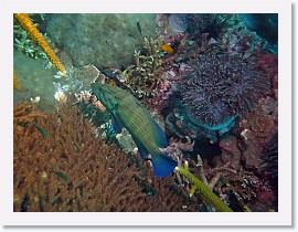 IMG_7940-crop * Bluelined Grouper (Cephalopholis formosa) * 2820 x 2115 * (1.59MB)