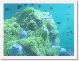 MVI_8042-AnemoneReef * VIDEO: Anemones and sea life at Anemone Reef * 1 x 1 * (42.61MB)