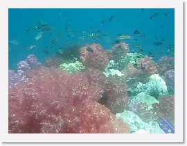 MVI_8183-SoftCoralReefiness * VIDEO: Soft Corals and sea life at Shark Point * 1 x 1 * (8.45MB)