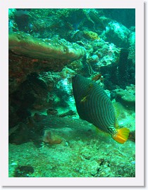 IMG_7983-crop * Orangestriped Triggerfish (Balistapus undulatus) * 1521 x 2028 * (742KB)