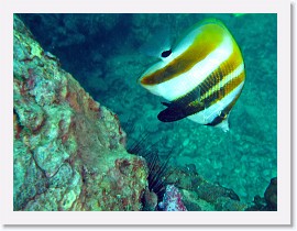 IMG_7984-crop * Highfin Coralfish (Coradion altivelis) * 2221 x 1666 * (677KB)